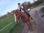 Hongre 10 ans Alezan