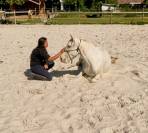 Jument lusitanienne - PSL