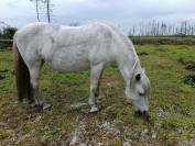 A vendre pour pr&eacute; retraite