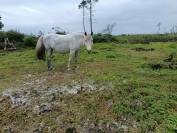 A vendre pour pr&eacute; retraite