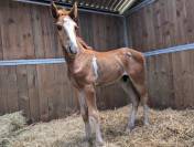 Ouragan pie alezan  par untouchable 27