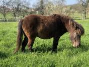 Randonn&eacute;e &agrave; cheval en moselle - Breistroff-La-Grande