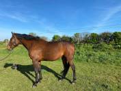 Tr&egrave;s beau trotteur fran&ccedil;ais 