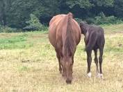 Poulini&egrave;re PP lusitanienne