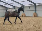 Extraordinaire pouliche au crin lave 