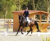 Jument porteuse SF 10 ans