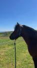 Poney entier taille C 