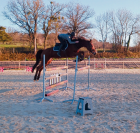 Jument - 7ans - CSO HUNTER CCE