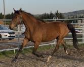 Poulini&egrave;re SF  Iunity d&rsquo;Aubigny 8 ans 