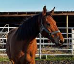 Poulini&egrave;re SF  Iunity d&rsquo;Aubigny 8 ans 