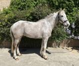 Poney de sport et loisirs