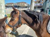 Java d&rsquo;Haiz&eacute;, OC 7 ans, 1m22