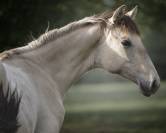 Sublime poulain d&rsquo;1 an original & en couleur ?