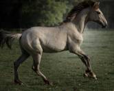 Sublime poulain d&rsquo;1 an original & en couleur ?