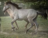 Sublime poulain d&rsquo;1 an original & en couleur ?