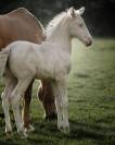 Splendide pouliche cremello Pure Race Espagnole