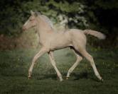 Splendide pouliche cremello Pure Race Espagnole