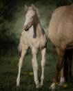 Splendide pouliche cremello Pure Race Espagnole