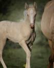 Splendide pouliche cremello Pure Race Espagnole