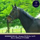 Magnifique hongre env 1m73 pour bonne maison