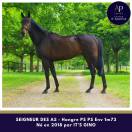 Magnifique hongre env 1m73 pour bonne maison