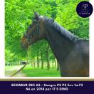 Magnifique hongre env 1m73 pour bonne maison