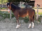 Femelle welsh cob PP de 2025 