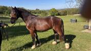 M&acirc;le welsh cob pp de 2 ans 