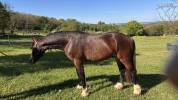 M&acirc;le welsh cob pp de 2 ans 
