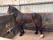 Hongre de 2 ans welsh cob pp