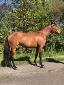 &Agrave; vendre jument 100% lusitanienne OC