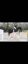 Top Jument AQPS de 10ans CCE/horse ball