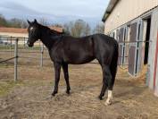 Jument de dressage ma&icirc;tre d'&eacute;cole 