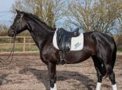 Jument de dressage ma&icirc;tre d'&eacute;cole 