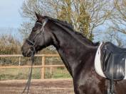 Jument de dressage ma&icirc;tre d'&eacute;cole 