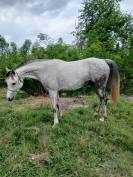 jument pur-sang arabe 7 ans