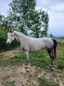 jument pur-sang arabe 7 ans