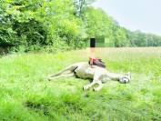 CHEVAL OC ESPAGNOL X PORTUGAIS 