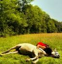 CHEVAL OC ESPAGNOL X PORTUGAIS 