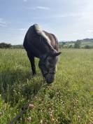 Poulini&egrave;re Connemara 