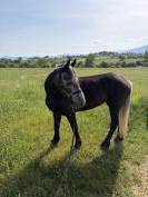 Poulini&egrave;re Connemara 