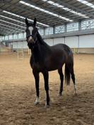 YEGUA DE 5 A&Ntilde;OS