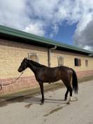 YEGUA DE 5 A&Ntilde;OS