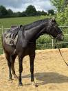 Poulain 3 ans 
