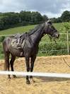 Poulain 3 ans 