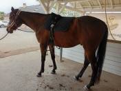 CAP DE PRINTEMPS   Pur Sang 5 ans &ndash; 500&euro; d&eacute;part rapide 