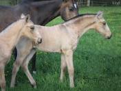 PUR SANG LUSITANIEN - POULICHE 2026