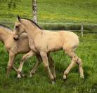 PUR SANG LUSITANIEN - POULICHE 2026