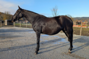 Mare PRE Pure Spanish Bred For sale 2022 Black