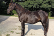 Caballo entero Quarter Horse En venta 2023 Negro